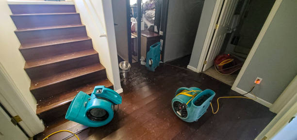Best Professional water damage repair  in South Palm Beach, FL