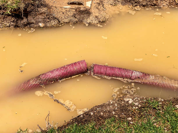 Best Flood damage cleanup  in South Palm Beach, FL